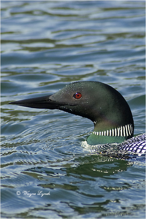 Common Loon 106 by Dr. Wayne Lynch &copy;
